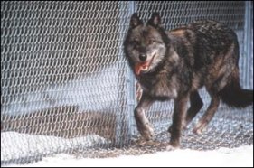 Photo of famous #9 of the original Rose Creek Pack
